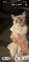 Found/Stray Female Cat last seen Jane Way/Orangewood, Stanton, CA 90680