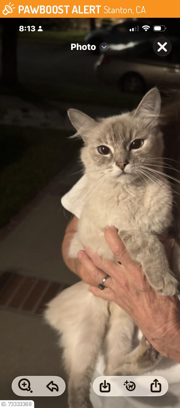 Found/Stray Female Cat last seen Jane Way/Orangewood, Stanton, CA 90680