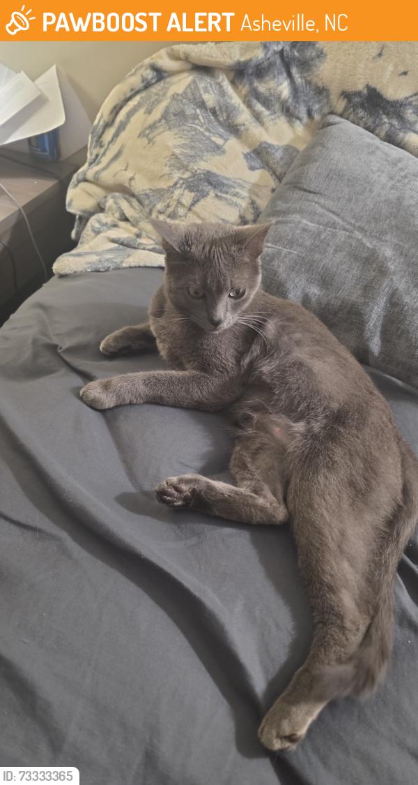 Found/Stray Male Cat last seen Ascension Apartamentos, Asheville, NC 28806