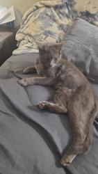 Found/Stray Male Cat last seen Ascension Apartamentos, Asheville, NC 28806
