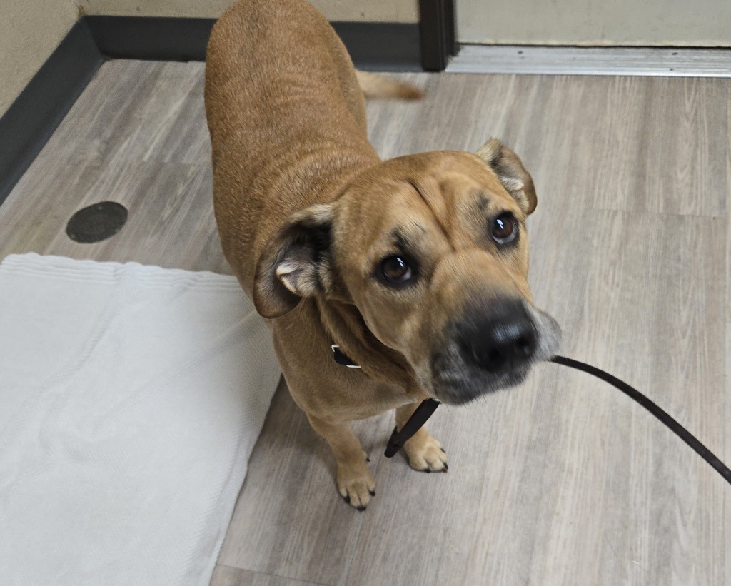 Shelter Stray Male Dog last seen Near Sycamore Avenue, Vista, CA, 92083, Oceanside, CA 92058, USA