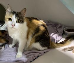 Shelter Stray Female Cat last seen Near Swift, San Diego, CA, 92104, 5500 Gaines St, San Diego, CA 92110, USA