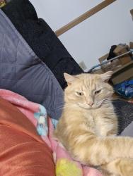 Lost Male Cat last seen Hardy Road Hardy Va 24101, Hardy, VA 24101