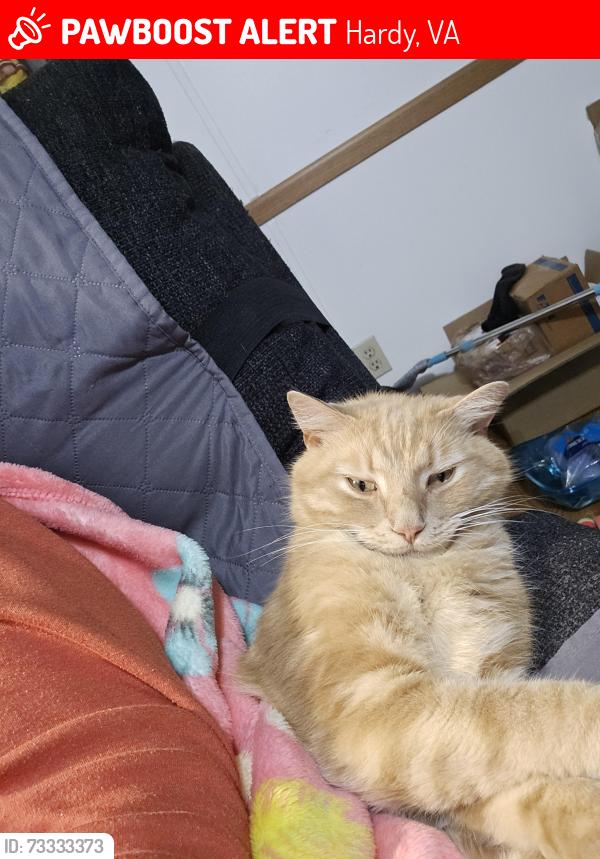 Lost Male Cat last seen Hardy Road Hardy Va 24101, Hardy, VA 24101