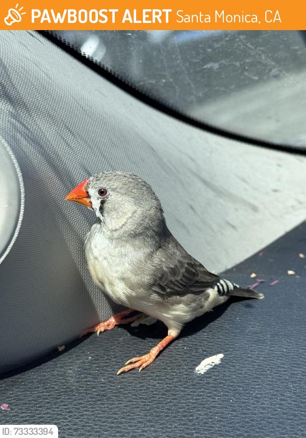 Found/Stray Unknown Bird last seen Pearl St, Santa Monica, CA 90405