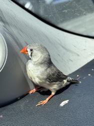Found/Stray Unknown Bird last seen Pearl St, Santa Monica, CA 90405