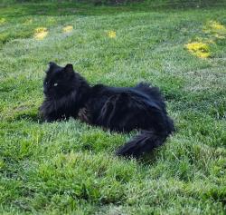 Reunited Female Cat last seen Peach & Barstow, Clovis, CA 93612