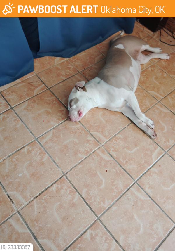 Found/Stray Female Dog last seen hefner rd, Oklahoma City, OK 73162