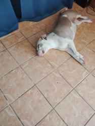 Found/Stray Female Dog last seen hefner rd, Oklahoma City, OK 73162