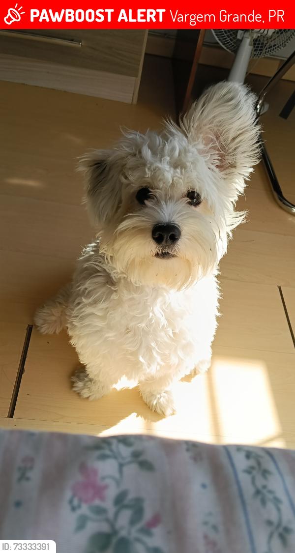 Lost Female Dog last seen Vargem Grande, Vargem Grande, PR 