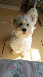 Lost Female Dog last seen Vargem Grande, Vargem Grande, PR 