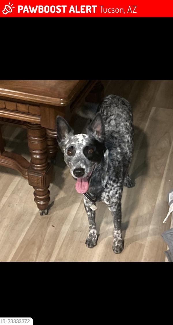 Lost Male Dog last seen Lee & Rancho pueblo, Tucson, AZ 85711