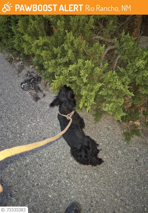 Found/Stray Female Dog last seen Southern and Rainbow, Rio Rancho, NM 87124