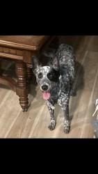 Lost Male Dog last seen Lee & Rancho pueblo, Tucson, AZ 85711