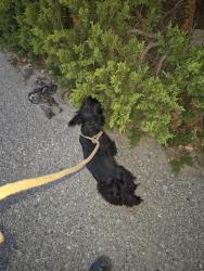 Found/Stray Female Dog last seen Southern and Rainbow, Rio Rancho, NM 87124
