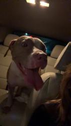 Found/Stray Female Dog last seen 70tha Ave and 5th, Plantation, FL 33313