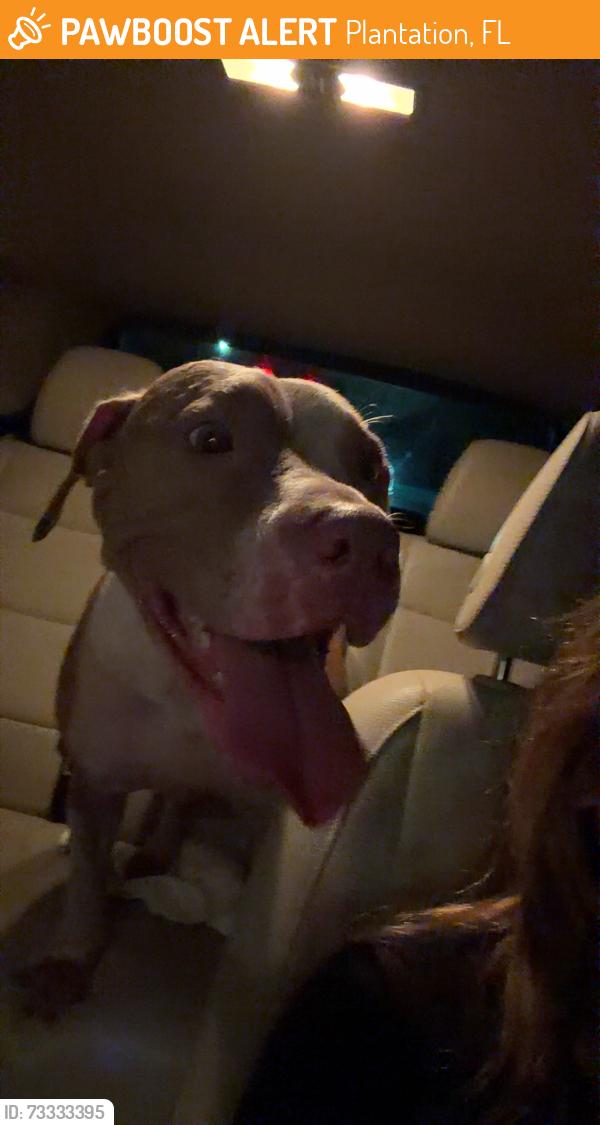 Found/Stray Female Dog last seen 70tha Ave and 5th, Plantation, FL 33313