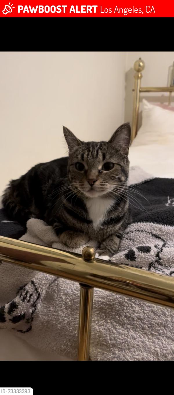 Lost Female Cat last seen Royer & Saticoy, Los Angeles, CA 91304