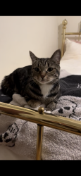 Lost Female Cat last seen Royer & Saticoy, Los Angeles, CA 91304