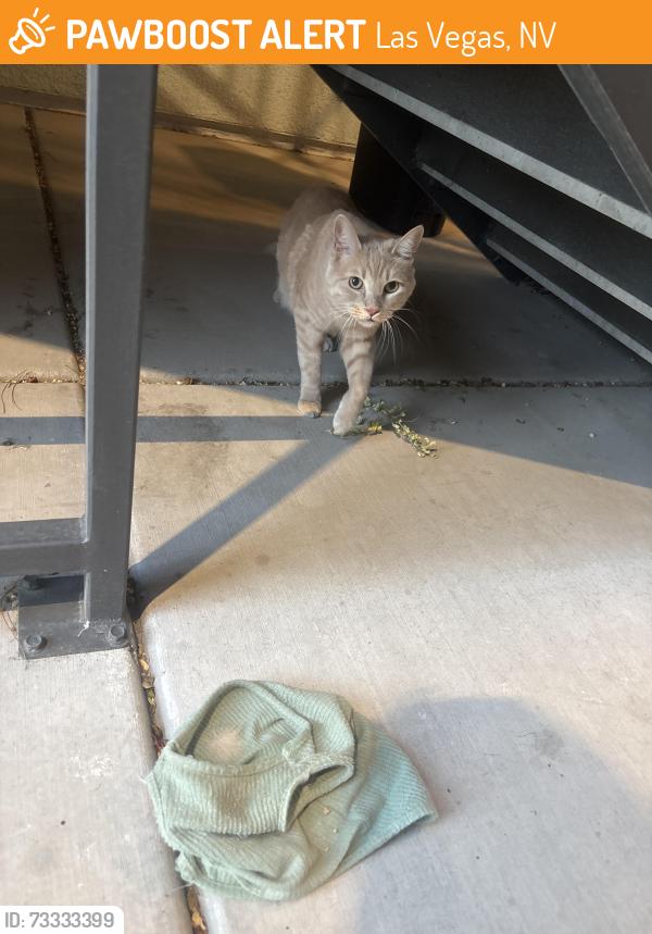 Found/Stray Unknown Cat last seen Walmart Fort Apache, Las Vegas, NV 89148