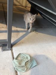 Found/Stray Unknown Cat last seen Walmart Fort Apache, Las Vegas, NV 89148