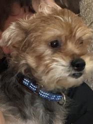 Reunited Male Dog last seen Borland Rd. Pittsburgh, Pittsburgh, PA 15243
