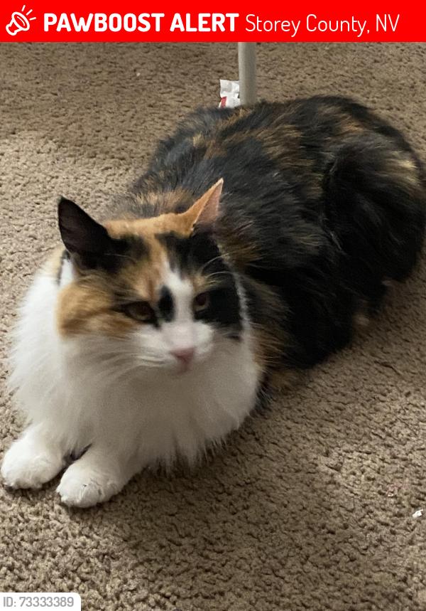 Lost Female Cat last seen Lockwood, Storey County, NV 89434