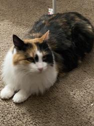 Lost Female Cat last seen Lockwood, Storey County, NV 89434