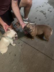 Reunited Female Dog last seen Knightway dr in Camelot addition, Fort Wayne, IN 46815