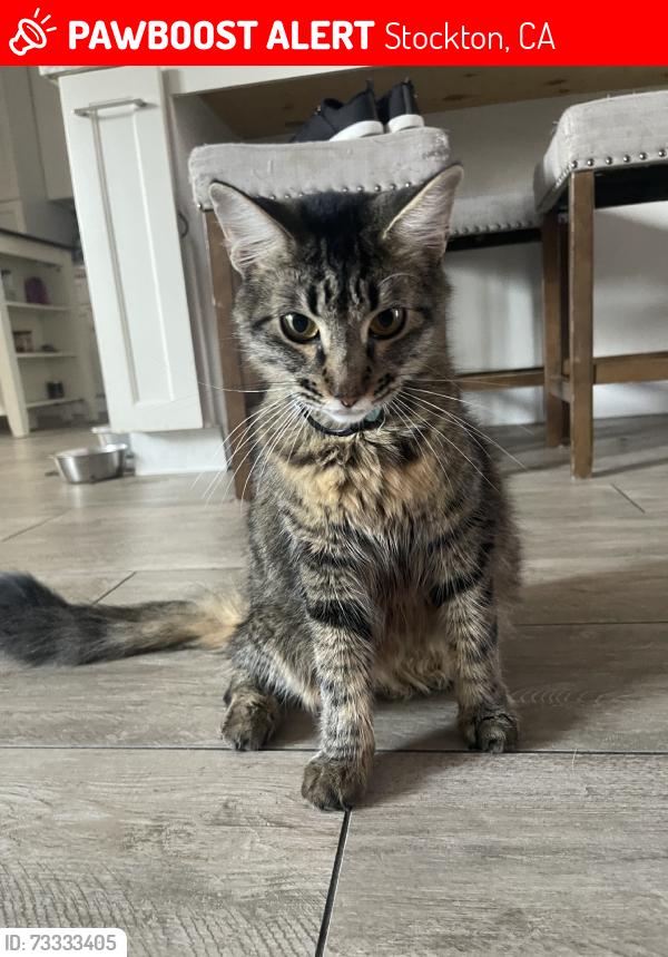 Lost Female Cat last seen Westonranch, Stockton, CA 95206