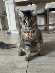 Lost Female Cat last seen Westonranch, Stockton, CA 95206