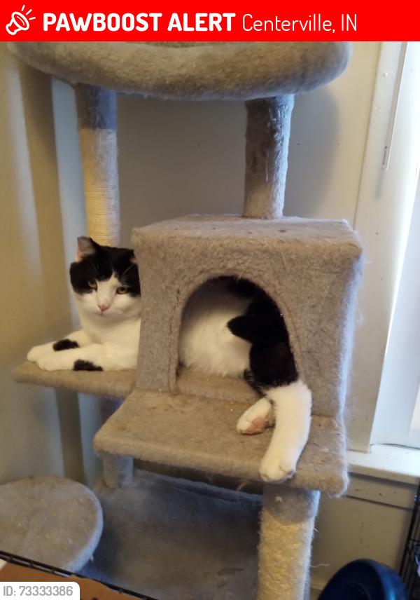 Lost Male Cat last seen Walnut St and Main St, Centerville, IN 47330