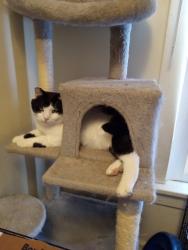 Lost Male Cat last seen Walnut St and Main St, Centerville, IN 47330
