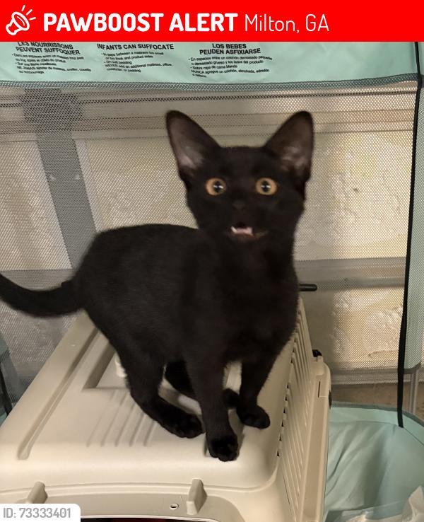 Lost Female Cat last seen Hopewell road, Milton, GA 30004