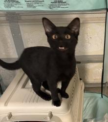 Lost Female Cat last seen Hopewell road, Milton, GA 30004