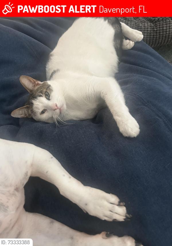 Lost Male Cat last seen Reserve at Atlantica, Davenport, FL 33896