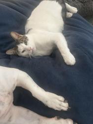 Lost Male Cat last seen Reserve at Atlantica, Davenport, FL 33896