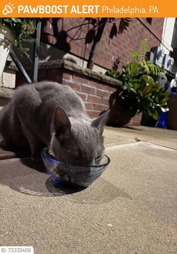 Found/Stray Male Cat last seen McCllelan and 6th, Philadelphia, PA 19148