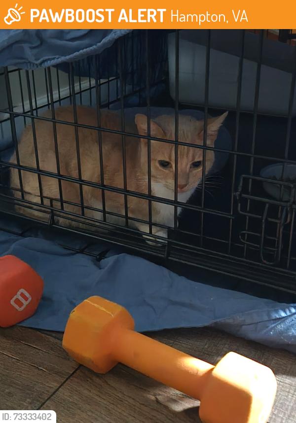 Found/Stray Unknown Cat last seen Fairland Ave Hampton VA, Hampton, VA 23661