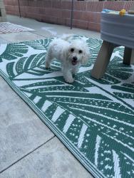 Reunited Male Dog last seen Cerritos and western, Stanton, CA 90680