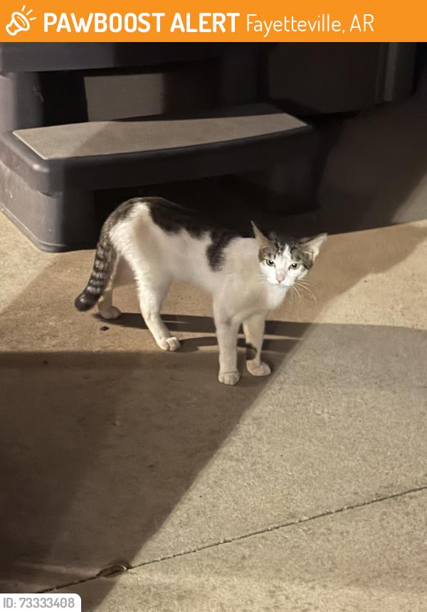 Found/Stray Unknown Cat last seen Fayetteville country club, Fayetteville, AR 72702