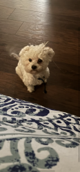 Lost Male Dog last seen Sylvania Ave Ft Worth Tx, Fort Worth, TX 76111