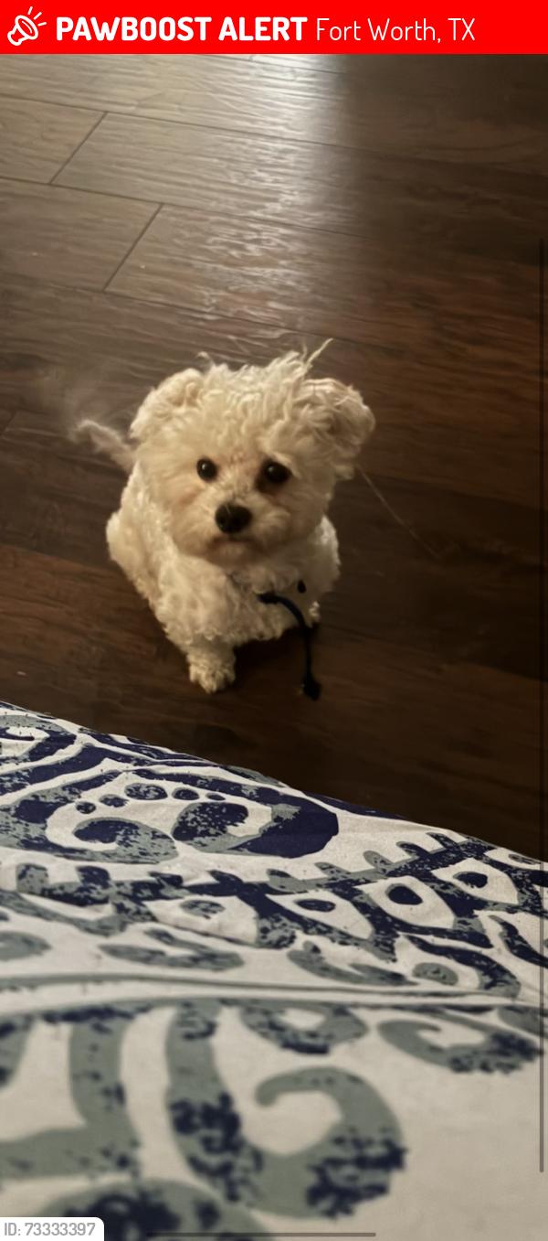 Lost Male Dog last seen Sylvania Ave Ft Worth Tx, Fort Worth, TX 76111