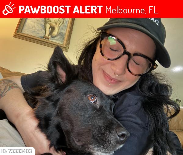 Lost Female Dog last seen Near and New Haven (near Winn Dixie), Melbourne, FL 32901