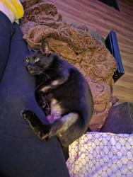 Reunited Male Cat last seen Carson, Delores St ally, Carson, CA 90745