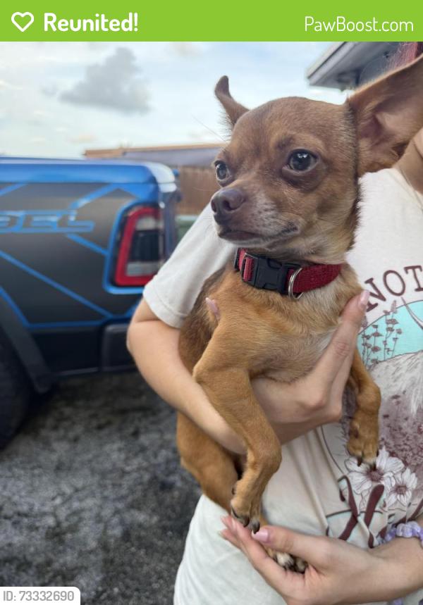 Reunited Male Dog last seen Presidente market, Fort Lauderdale, FL 33312