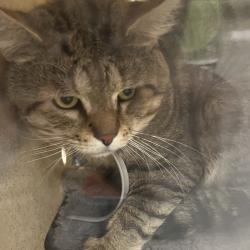 Shelter Stray Male Cat last seen , Animal Care & Control Team of Philly, 111 W Hunting Park Ave, Philadelphia, PA 19140, USA