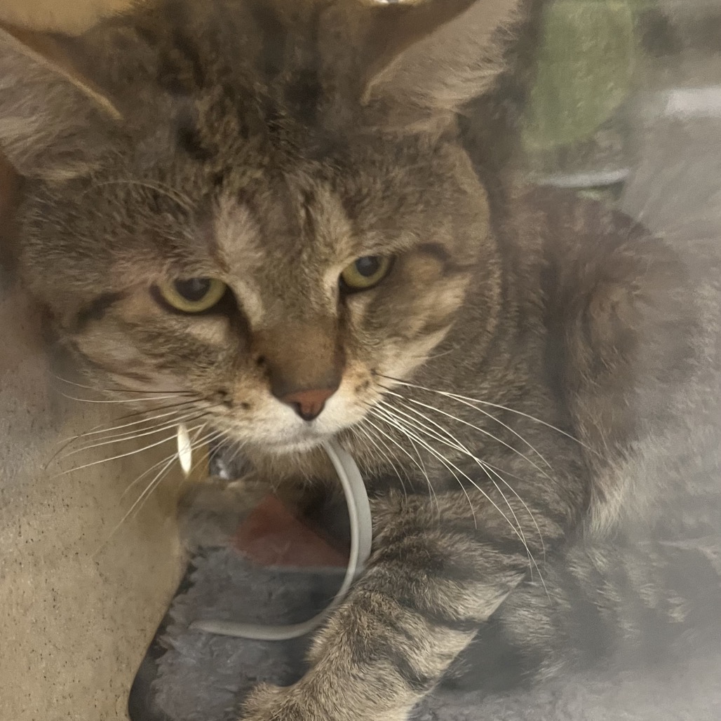 Shelter Stray Male Cat last seen , Animal Care & Control Team of Philly, 111 W Hunting Park Ave, Philadelphia, PA 19140, USA