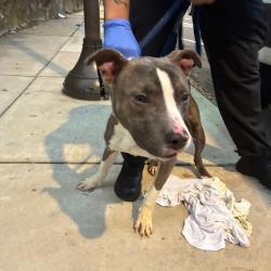 Shelter Stray Male Dog last seen , Animal Care & Control Team of Philly, 111 W Hunting Park Ave, Philadelphia, PA 19140, USA