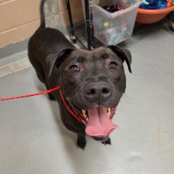 Shelter Stray Female Dog last seen , 2608 Center St, Tacoma, WA 98409, USA